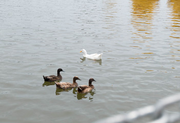 Ducks in the pond, Family ducks
