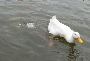 White duck in the pond