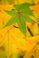 Une des dernières feuilles à rester verte à l'automne, en souvenir de la saison passée