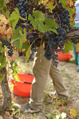 Fototapeta premium Vendemmia