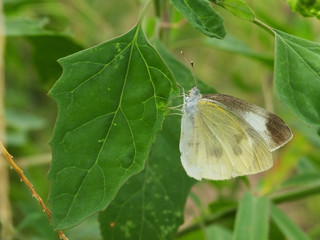 white butterfly and the leaf