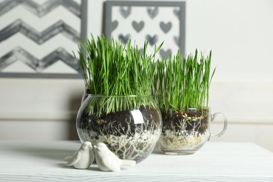 Transparent pots with fresh green grass on table