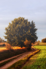 Wielkie liściaste drzewo przy drodze jesienią..Big leafy tree by the road in the fall. - obrazy, fototapety, plakaty