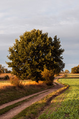 Wielkie liściaste drzewo przy drodze jesienią..Big leafy tree by the road in the fall. - obrazy, fototapety, plakaty