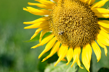 sunflower in a mountain fields
