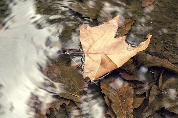 water is autumn leaves