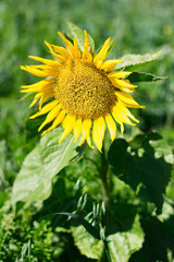 sunflower in a mountain fields
