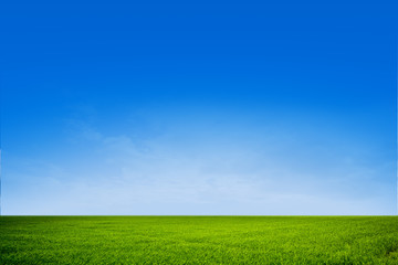 Obraz na płótnie Canvas Blue green field landscape close up for background.