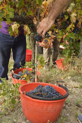 Fototapeta premium Vendemmia