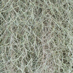 spanish moss 