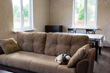 dog sleeps on couch in the living room of a country house