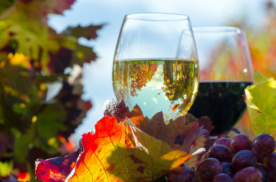 Genuss in der Pfalz: Weinprobe im Herbst :)