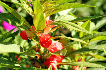 Beautiful flowers growing in garden
