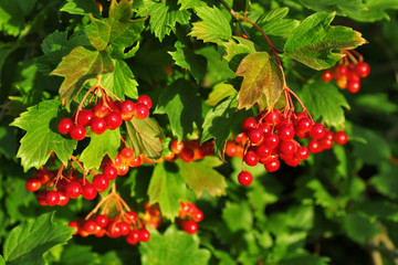 Branch of rowan close up