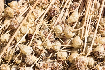 Seeds of garlic