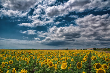 Sunflower field before the storm, Burgas, Bulgaria