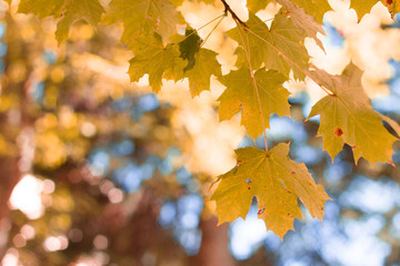 Colorful autumn maple leaves on a tree branch