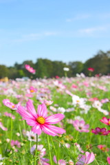 昭和記念公園　コスモスまつり