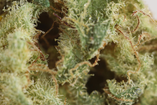Medical dry cannabis close up