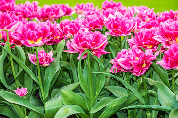Fototapeta premium Różowe tulipany z bliska, park kwiatowy, Kukenhof, Holandia