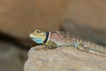 Blauer Stachelleguan