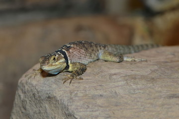 Blauer Stachelleguan