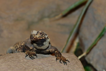 Chuckwalla