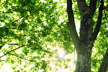 Obraz premium Green tree crown closeup
