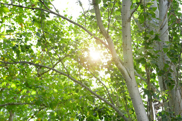 Green tree crown closeup