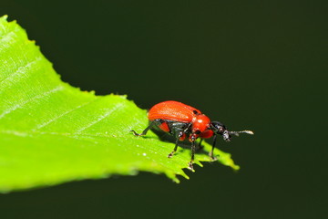 Kleiner roter Eichellernblattro