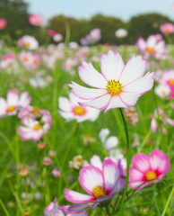 昭和記念公園　コスモスまつり