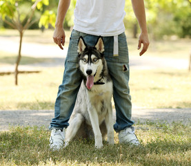 Young man with beautiful huskies dog in park