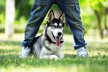 Young man with beautiful huskies dog in park