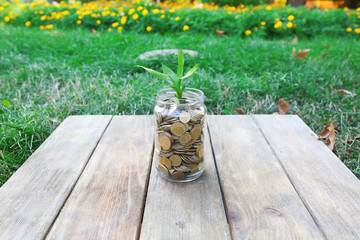 Plant growing in coins outside