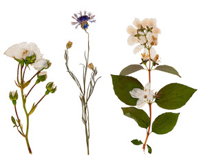 Set of wild dry pressed flowers and leaves