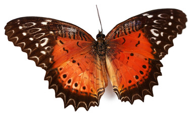Colorful butterfly isolated on white