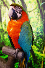 Red Parrot in the House. Exhibition of Pet and animal in the Center Festival Shopping, HatYai, Thailand. This parrot with colour feather and charming posture.

