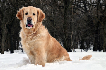 Golden retriever in snow