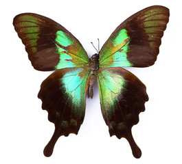 Naklejka premium Colorful butterfly isolated on white