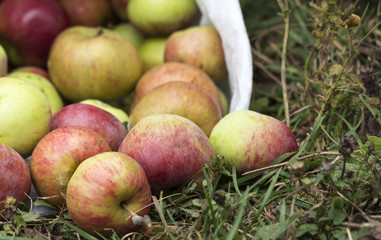 Harvested apples in white sack