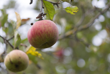 Apple on appletree. Blured background
