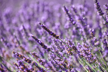 Flowers of lavender in Provence on a purple background