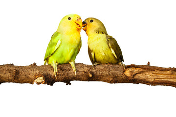 birds love on isolated