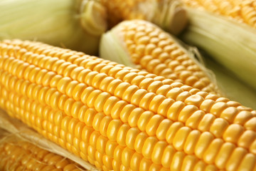 Ripe corn closeup