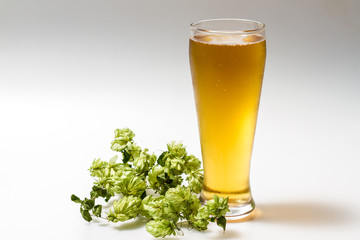 Light beer isolated from white