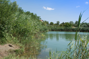 Lake reed