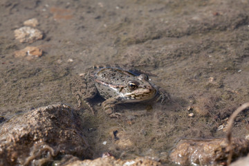 frog in the water