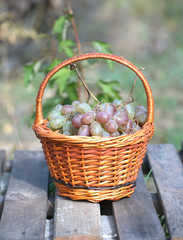 Ripe red grape in brown wicker basket on wooden table against branches with growing grape outdoor. Vertical view closeup