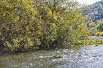 Obraz na płótnie Canvas autumn trees on the river bank