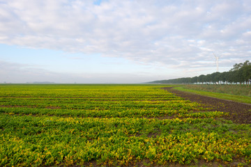 Fototapeta na wymiar Vegetables on a field in autumn